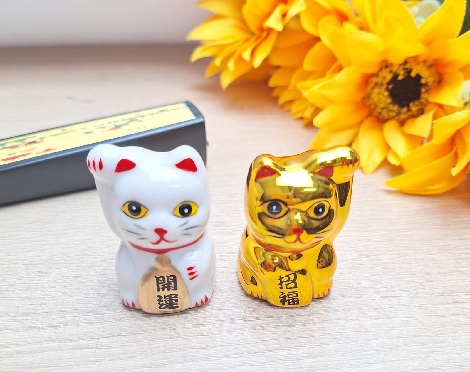 gatos